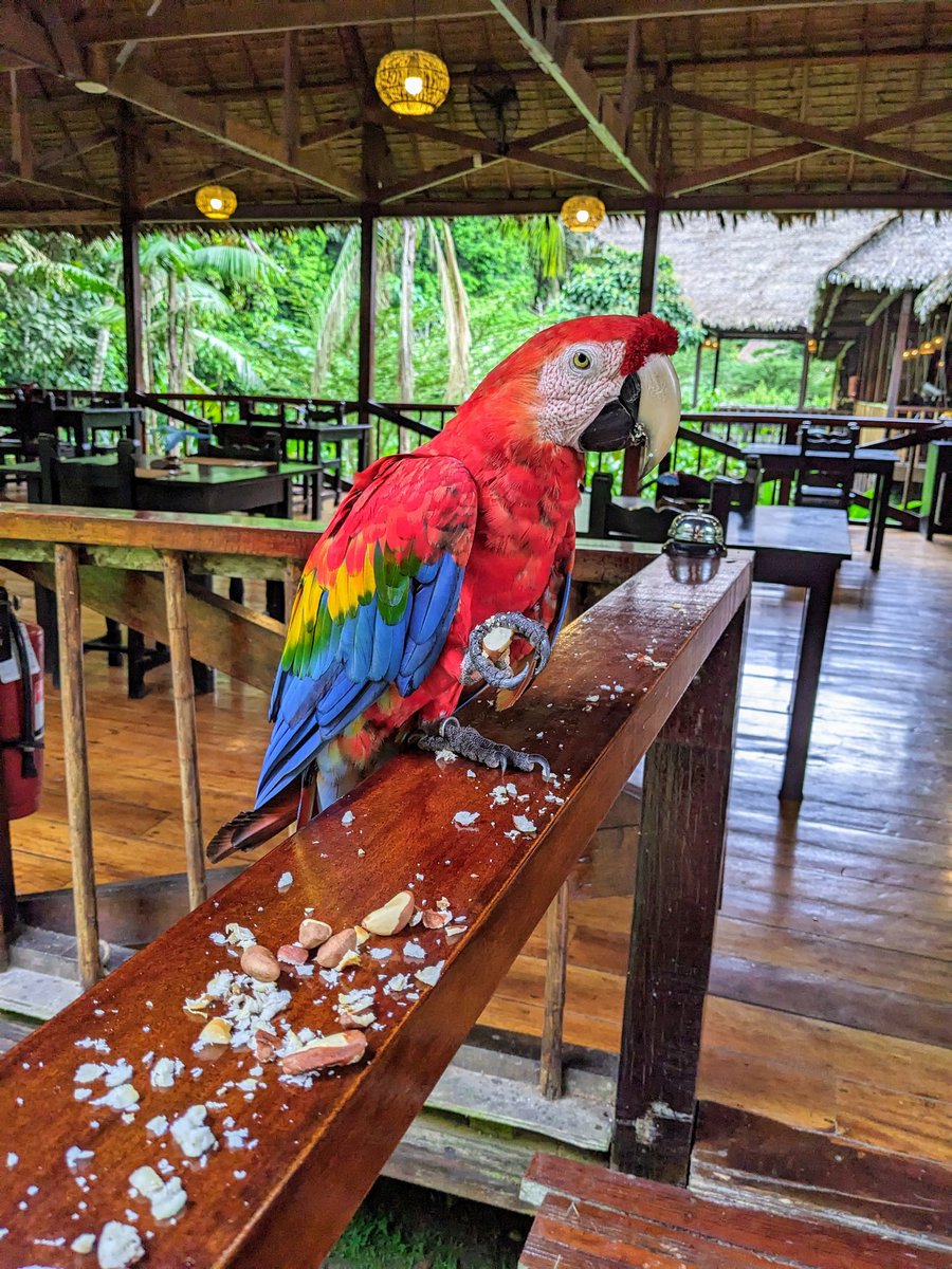traverse_tomes's tweet photo. This is TABASCO. Tabasco likes Brazil nuts https://t.co/6SoOFJhWrx