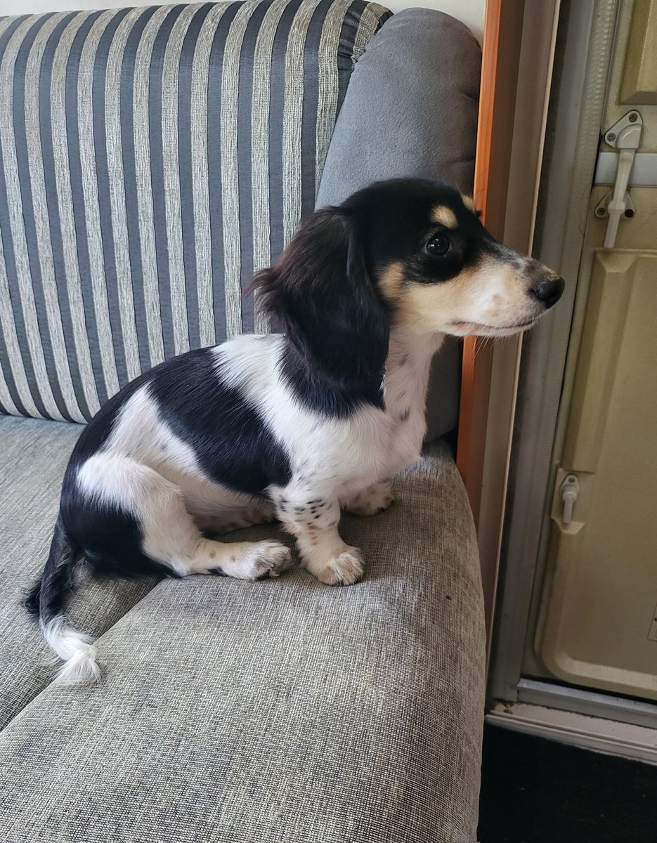 Hoomum has left the building, so I'm on my post at the door.... 🙄😎
#Bandita #Zelda #DogsofTwittter #Dachshund #Doxie #Teckel