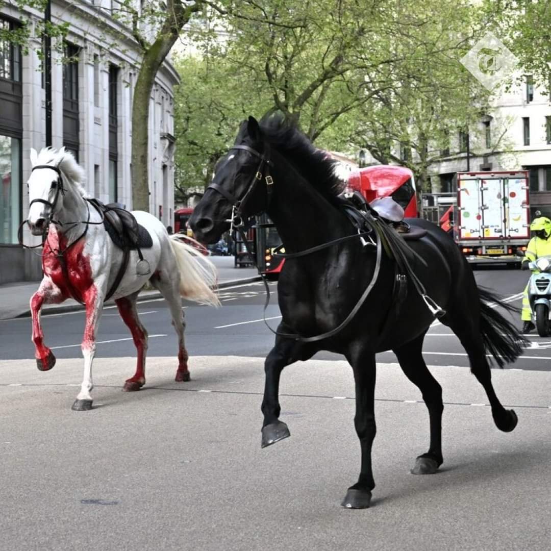 Horses are not ours to use. The bloody and dramatic scenes from London today depict horses fleeing desperately from their oppressors. So let's say it again: horses are not ours to use.