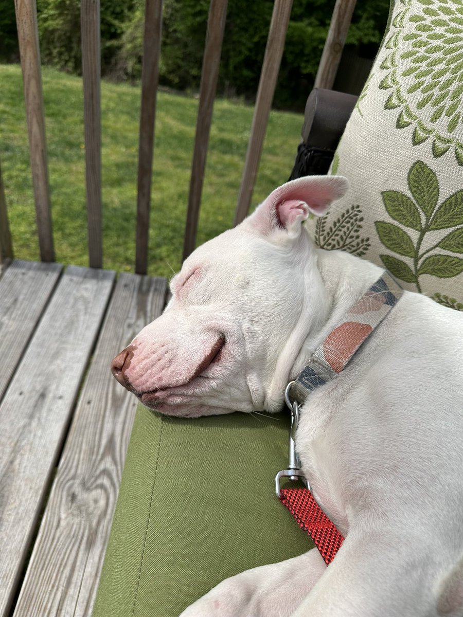 Doing what we do best in the mornings🤣🤣🐶❤️🐶❤️ #dogsoftwitter #pitbulls #rescuedogs