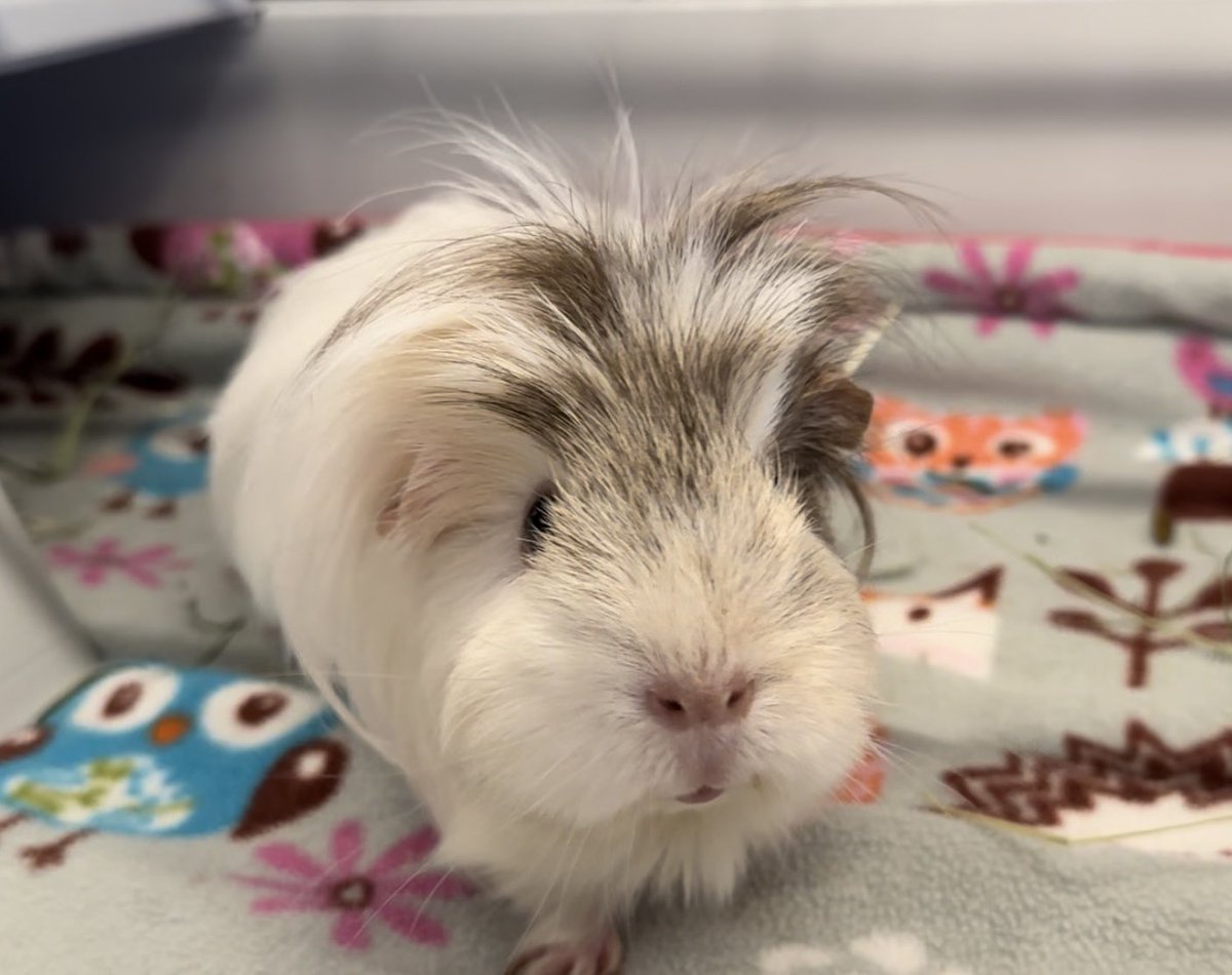 Beautiful Gabs ❤️ #guineapigs