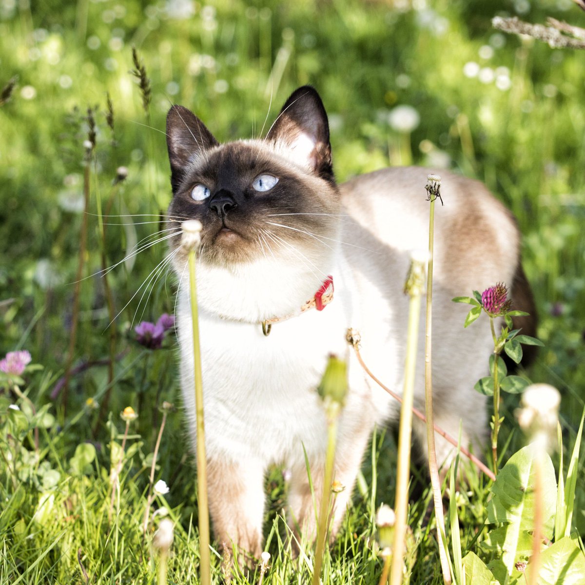 pettsie_com's tweet photo. Keep your feline friend safe and stylish with Pettsie's breakaway cat collar and matching friendship bracelet! π±π Now you and your kitty can flaunt your bond with matching accessories. πΎ
#pettsie #collarcat #catcollars #kittenlove https://t.co/Mpca7dU6Sy