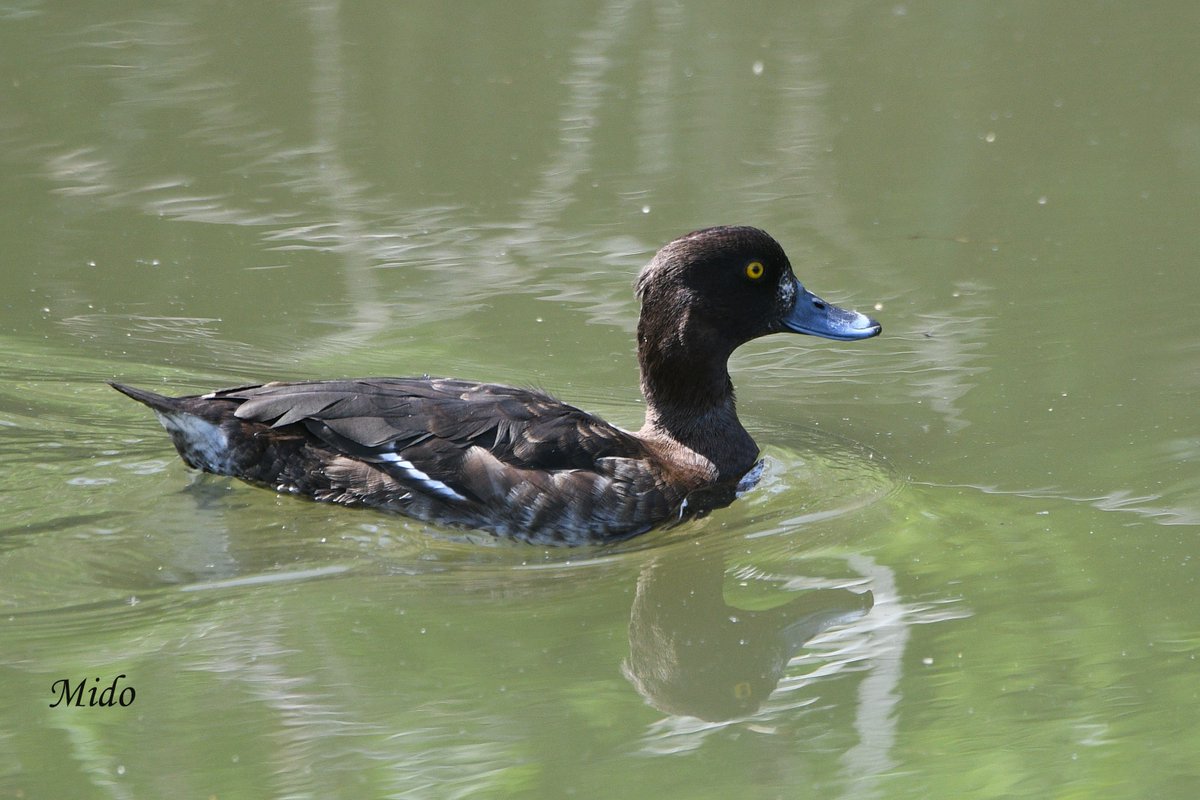 female Tufted Duck #birds #birdphotography #birdtonic #birdtwitter #wildlife #wildlifephotography #Saitama #Japan