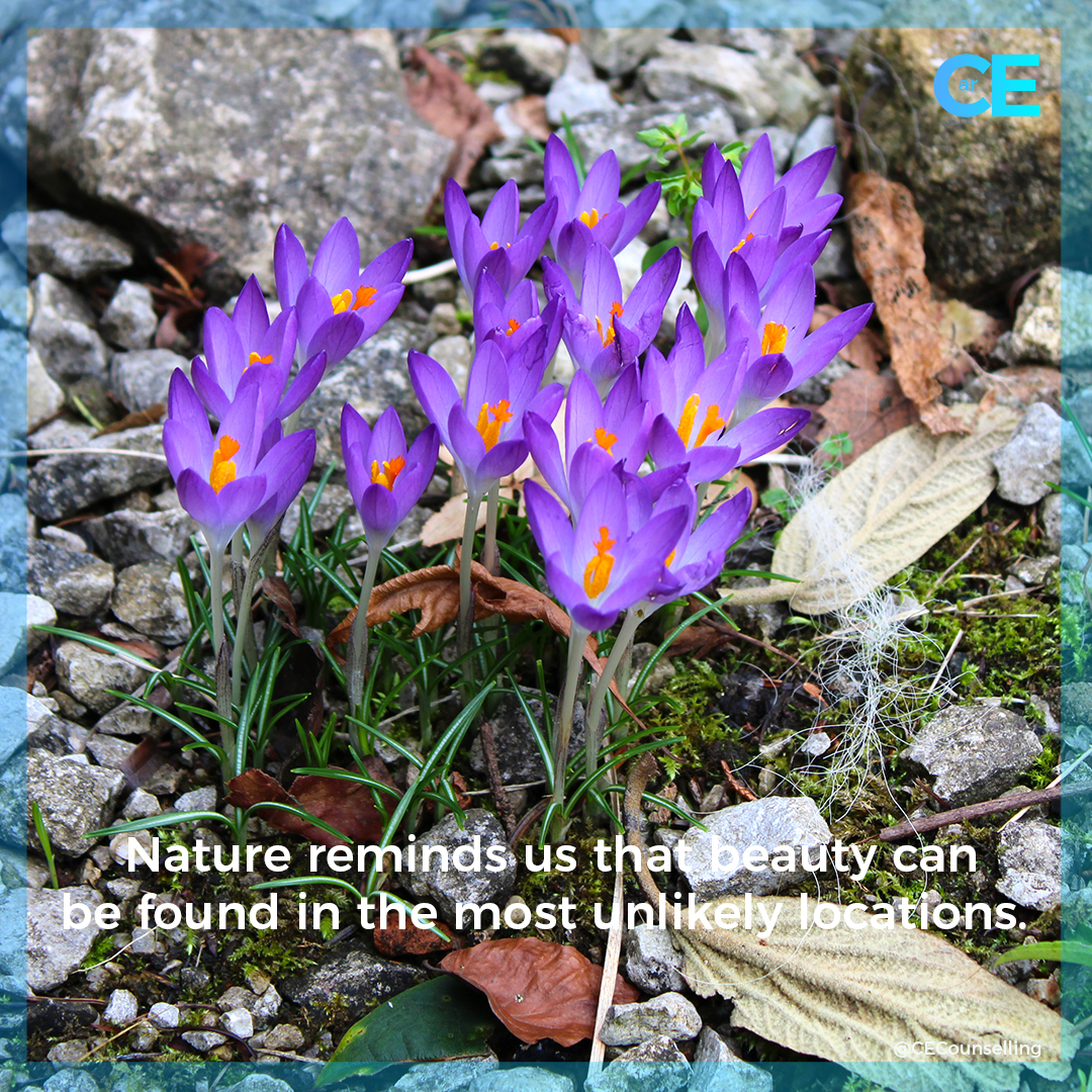 Nature reminds us that beauty can be found in the most unlikely locations.  ❤️❤️ #Counsellor #anxiety #depression #Alzheimers #Dementia #Carers #TherapistsConnect #support #Grief #Selfcare #love #mentalhealth