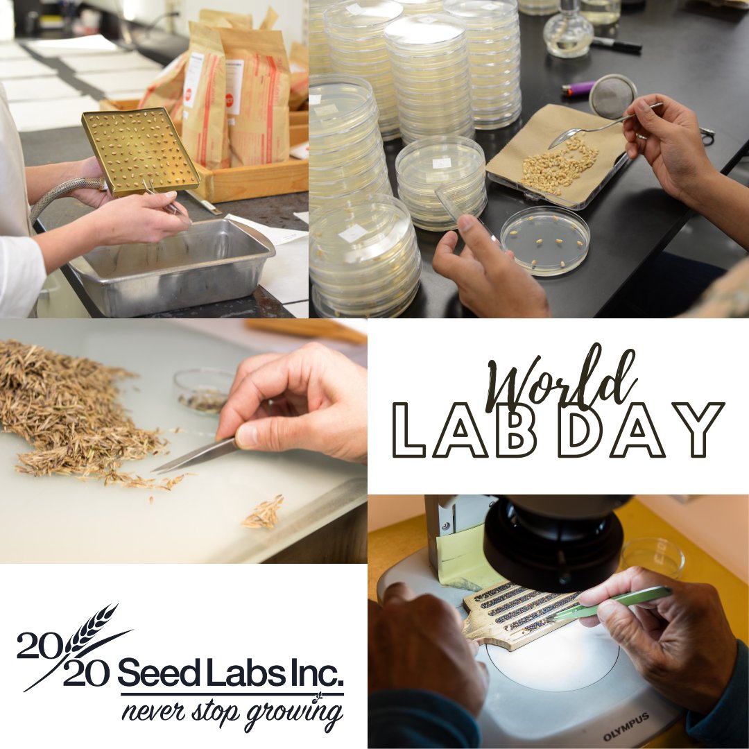2020SeedLabs's tweet photo. It's #WorldLabDay! From germination and purity to disease diagnostics and molecular testing to research and special projects we have a lot going on! Want to learn more? Come by for a tour and see how we help our customers #NeverStopGrowing #CdnAg #Winnipeg #Nisku https://t.co/IEcOsuSVkW