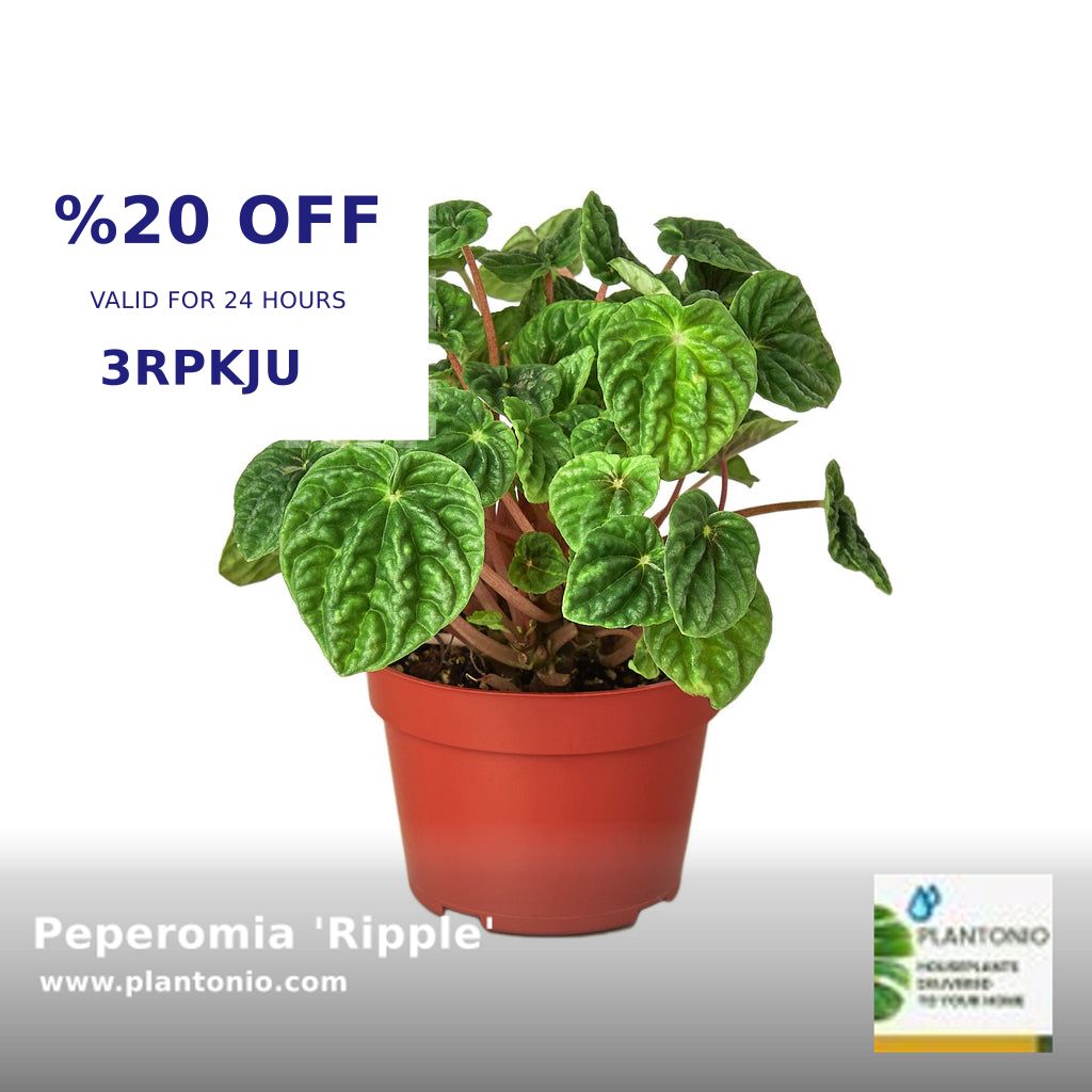Transform your space with the elegant Peperomia 'Ripple'! A tropical treasure with heart-shaped leaves & cream spikes - perfect as a desktop plant. Just $22.00 at Plantonio! #HIDE #OrderFulfillment #Plantonio 🌿🪴 shortlink.store/e80c9188tabo
