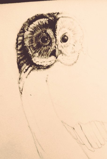 My owl drawing in progress... Thank you for following womensart1! Have a great week! 💜
