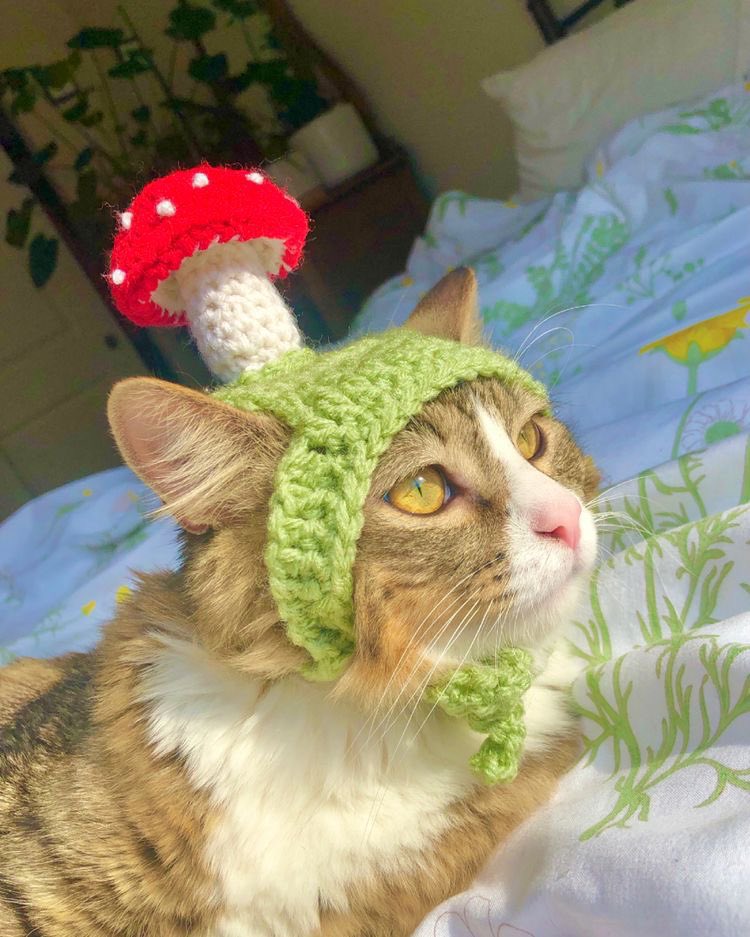 adorable cat with crochet mushroom hat