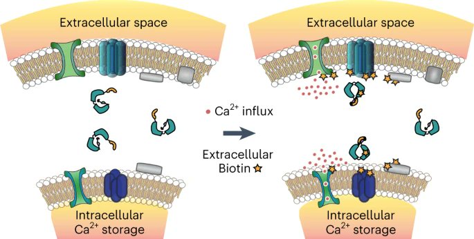 Cal-ID, a calcium-dependent protein proximity labeling tool, is finally published @nchembio! We (@nickingolia) present a simple, scalable, in vivo compatible, and versatile platform that connects calcium signals to biochemical labeling of proteins. rdcu.be/dFDrb