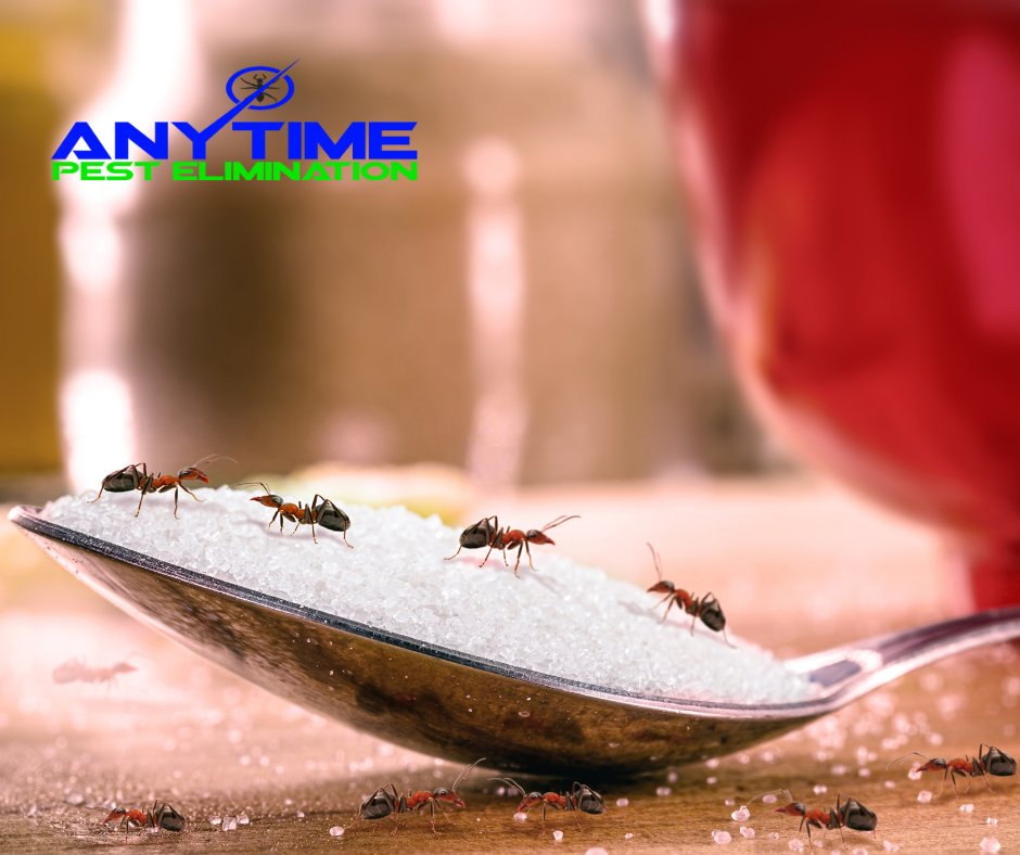 When you have an ant problem, we have the solution! Call our exterminators today! 

#AnytimePestElimination #PestControl #TermiteControl #Exterminator #BedBugTreatment #MosquitoControl #RodentControl #PestControlProducts