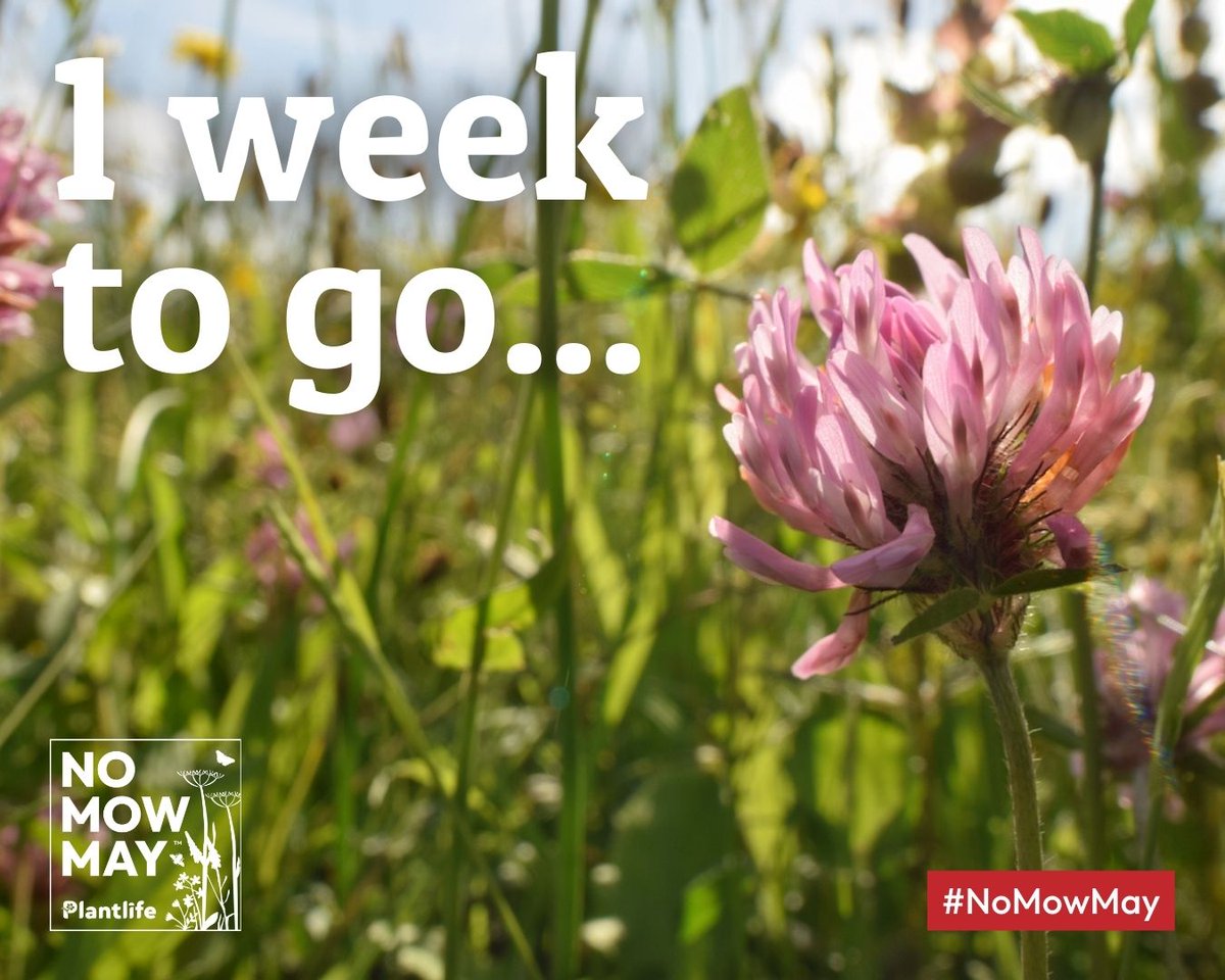 Only 1 week until Plantlife's #NoMowMay!🌺 🎉 This year your garden or green space can make a difference for nature this year!🌼 🐝 Native flowers can bloom, for bees & butterflies 🌱 Less mowing = more time to connect with nature Sign up now 👉 bit.ly/3UWii6B