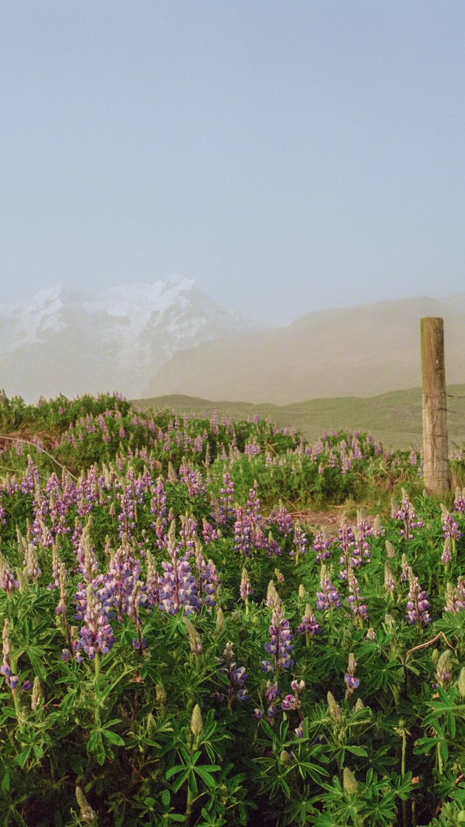 Iceland on film 🎞️