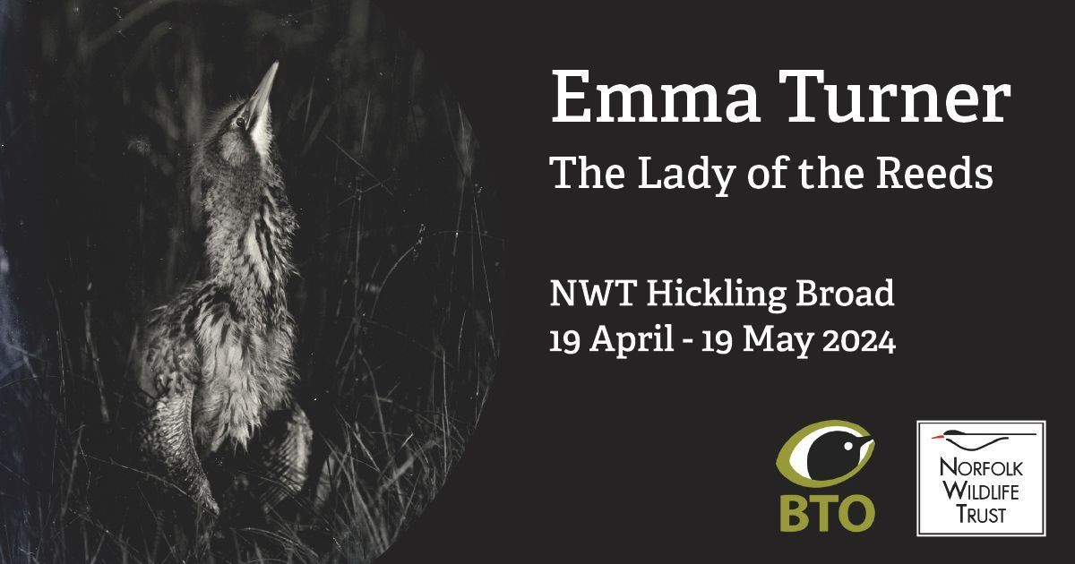 How much do you know about the Lady of the Reeds? 🤔 Emma Turner was a pioneering photographer and Broadland bird expert. Join us in celebrating her fascinating life with an exhibition, talk, and boat trips at NWT Hickling Broad! Snap up your tickets: norfolkwt.uk/emmaturner
