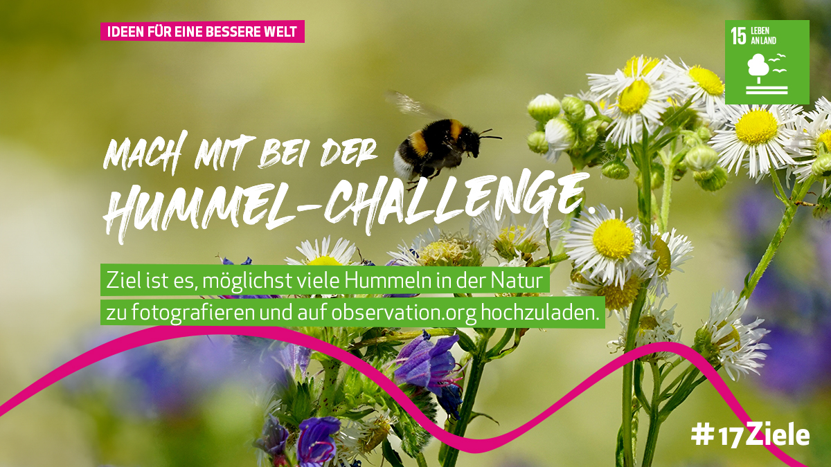 Von April bis Juni organisiert das Thünen-Institut für Biodiversität eine bundesweite Hummel-Challenge. 🌸​ 🐝 Ziel ist es, möglichst viele #Hummeln in der Natur zu fotografieren und über ObsIdentify zu melden. TU DU's Mach mit! t1p.de/lao7k #17Ziele