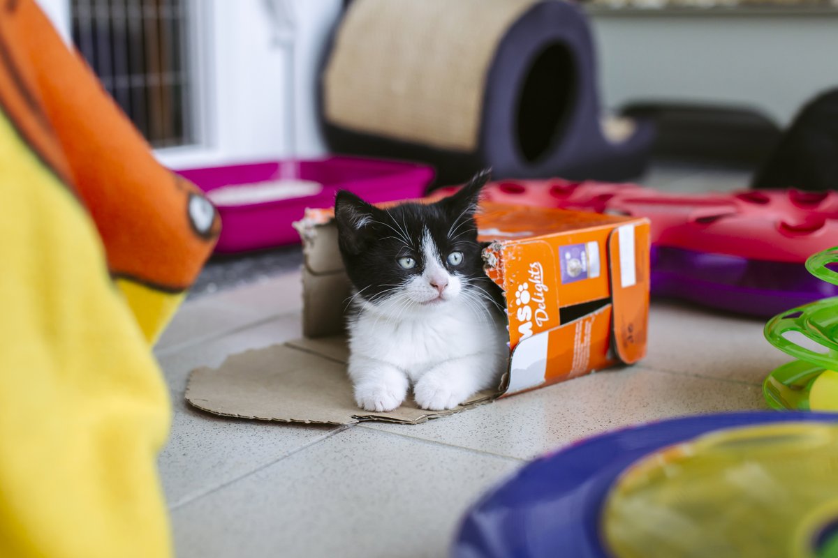 Is there anything that cats like more than boxes? 🤔 #WednesdayWisdom