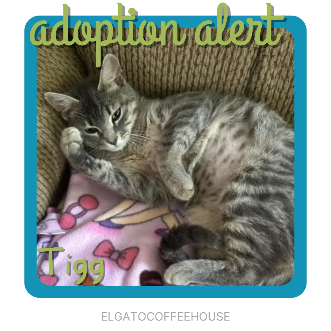 Our awesome girl, Tigg, has been adopted! 😸 Tigg is fitting in great with her new siblings and we are so happy that she has found her furrever family. Adoption 792 ✨💕 #adoptdontshop #rescuecat #elgatocoffeehouse #houstontx #meow #catcafe #houstoncatcafe #adopted