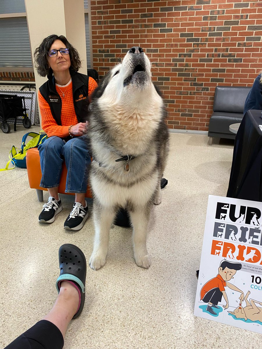 Living that #pettherapy dog life.  #okstate