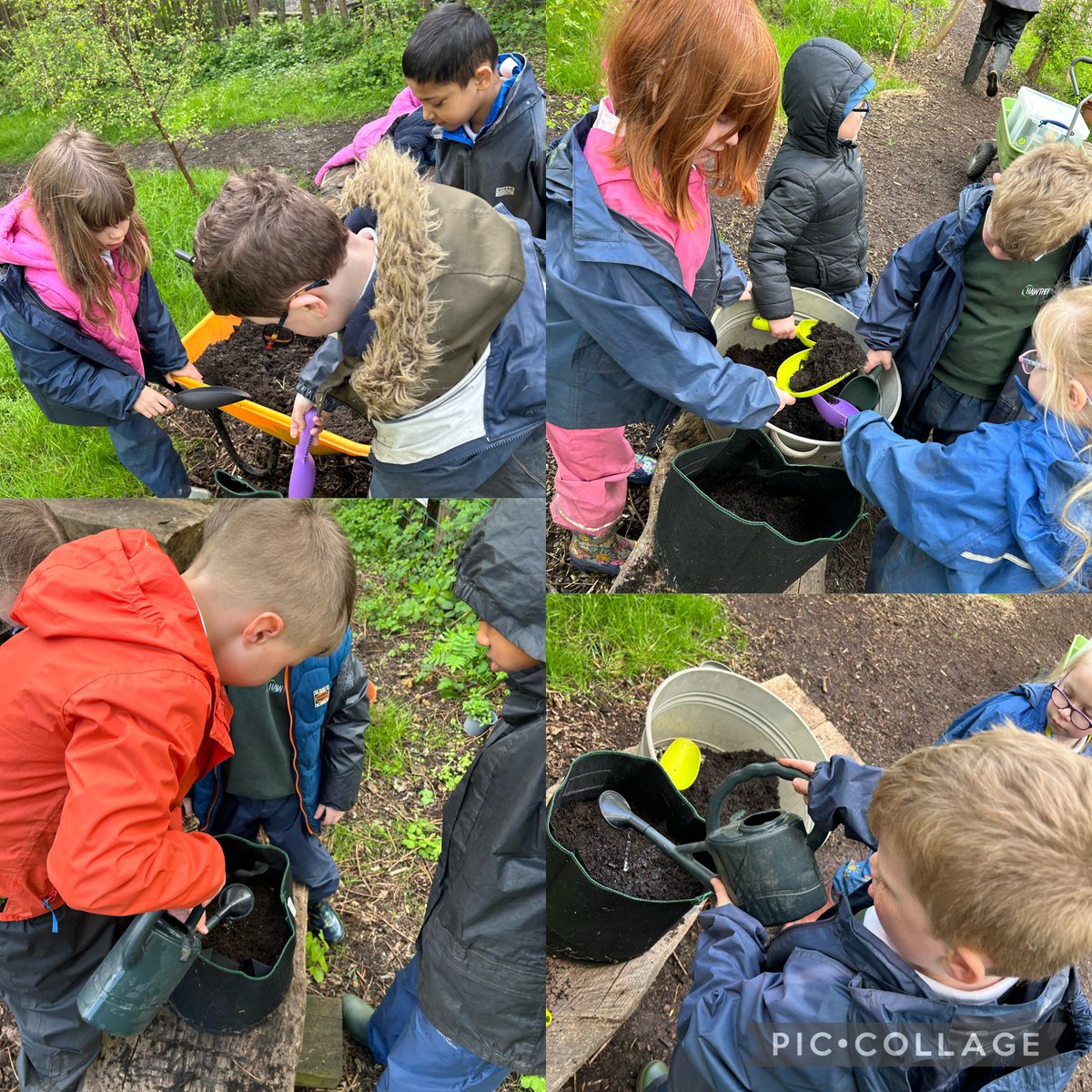 Aspen Class worked so well this morning. Their first job was to take the potted seeds and potatoes out of the poly tunnel to get a bit of sunshine. They then got everything they needed to plant some shallots. Great work Aspen.🧅 @RHSSchools @GWmag @LtL_News @CLOtC