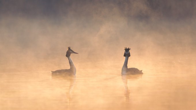 🏆 #FSPrintMonday Winner Announcement 🏆⁠ ⁠ 🥇 Congratulations @SillyPigsPlay Misty, peachy perfection creates a calming scene with the beautiful Grebes taking front-and-centre. The colour and shaft of light really makes this image stand out.
