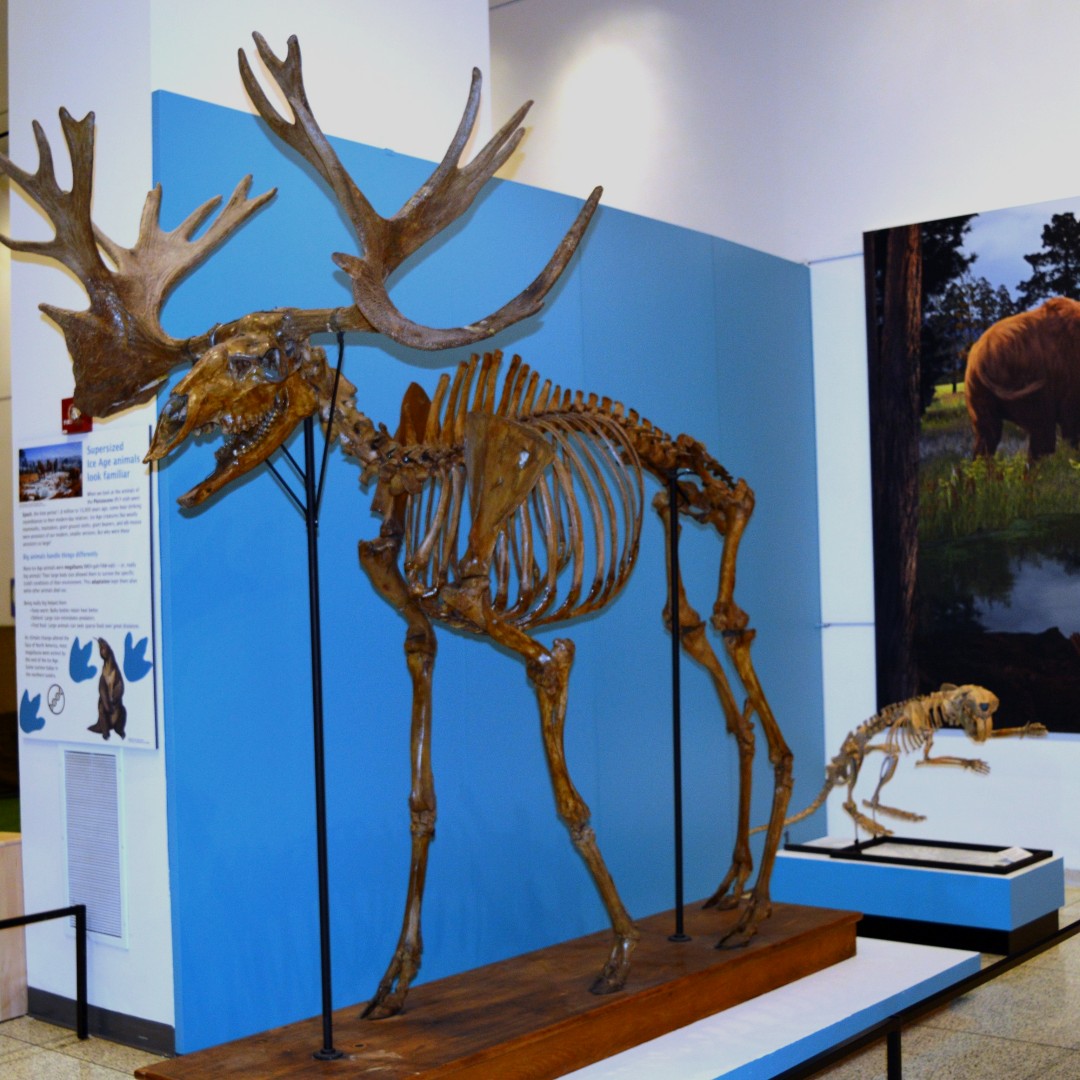 Extinct Animal Defenses - April 26 at 12:00 PM. Visit the Museum this Friday at lunchtime for a free docent-led tour in the 'Written in the Rocks' gallery to explore different types of defenses in prehistoric animals and how they relate to today’s diverse wildlife.