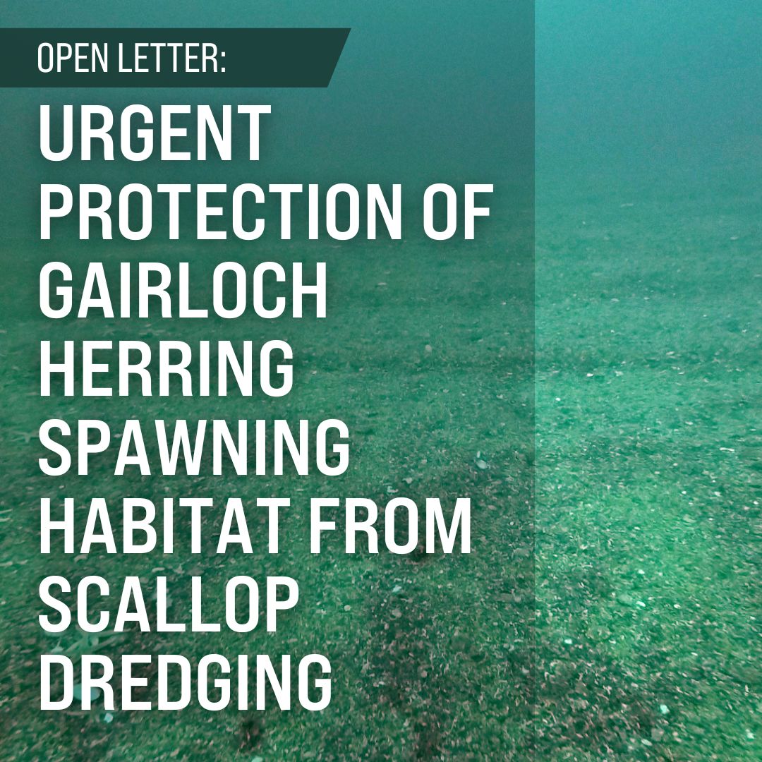 We've written to @MairiGougeon @lornaslater @fincarson @MareeToddMSP and @ScotGovMarine calling for the urgent protection of Gairloch herring spawning habitat. Read our open letter here: bit.ly/herringopenlet… #BringBacktheFish