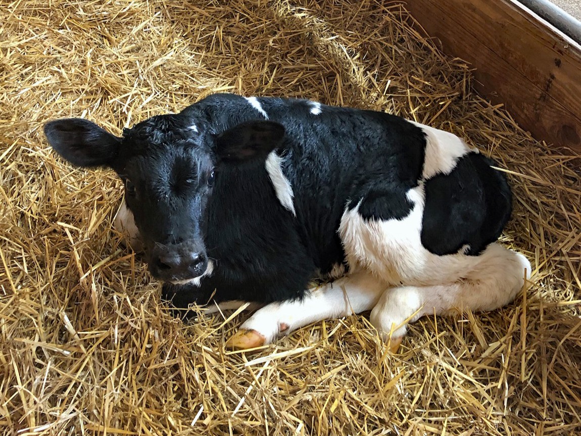 BIRTH ANNOUNCEMENT: 🐮

Meet Benny, the newest addition to Lake Metroparks Farmpark! This handsome Holstein bull calf was born April 15. You can see him in the Dairy Parlor Tuesday through Sunday from 9 am to 5 pm. 

Park information: goto.lakemetroparks.com/farmpark