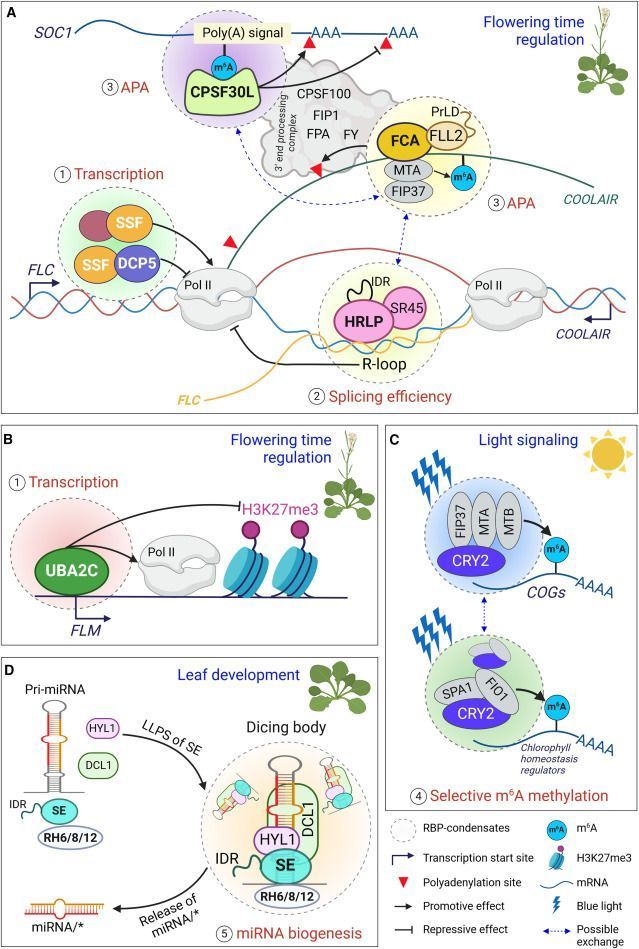 Plant RNA-binding proteins: Phase separation dynamics and functional mechanisms underlying plant development and stress responses cell.com/molecular-plan… #plantscience ♻️