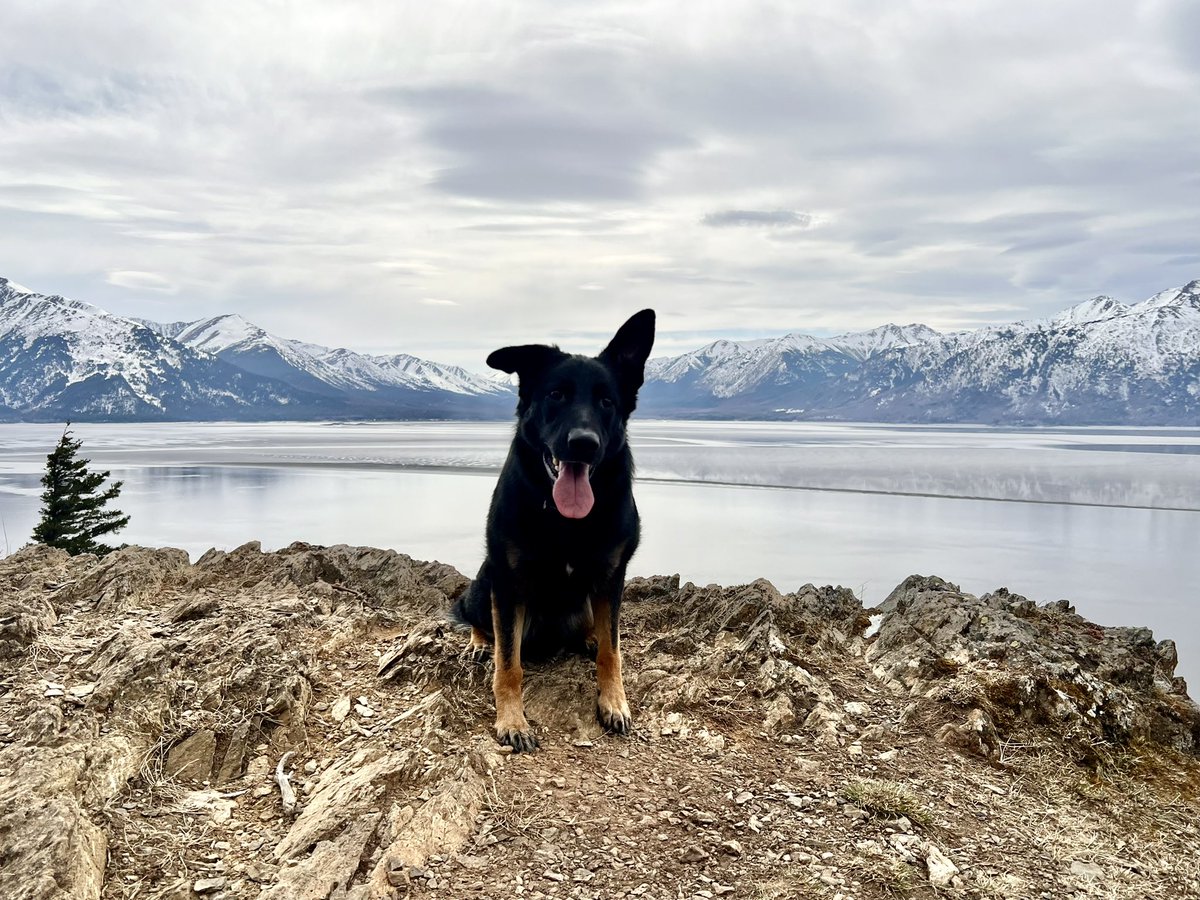 Lily the Mountain Dog wanted me to post a picture of her first hike of the spring season. She’s hoping for more hikes. 🦴