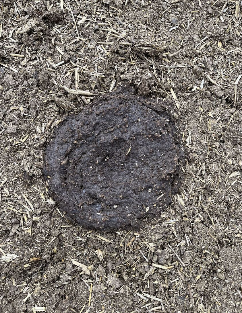 BeefResearch's tweet photo. 🌱💩 Cattle manure is a valuable source of organic matter, nitrogen, phosphorus, potassium, sulphur, magnesium, calcium &amp; other nutrients. It's spread by grazing animals &amp; stored and applied to land later, according to regional regulations.

Learn more ⬇️
https://t.co/NauJluzbES https://t.co/sOPz7QyUZ9