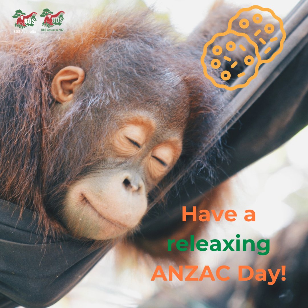 Enjoy a relaxing #AnzacDay!

What are your plans? Are you baking #AnzacBiscuits?

orangutans.com.au

#SaveOrangutans