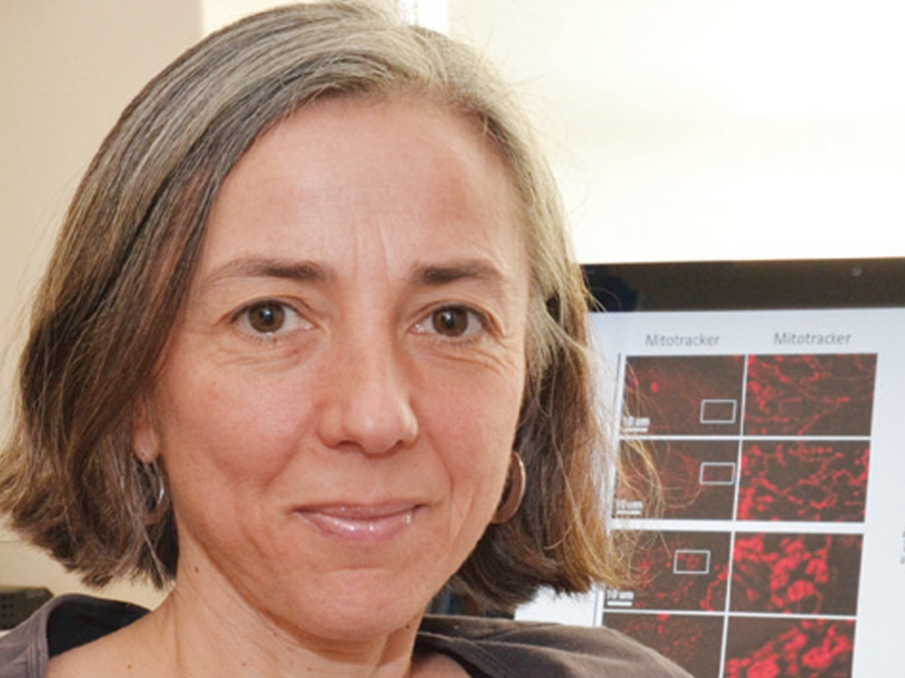 One of the most pioneering scientists in #mito research is Antonella Spinazzola, Prof of Neuroscience & Mitochondrial Medicine @UCLIoN Her latest paper has just been published & the work contains promising progress in the search for mito treatments. ow.ly/U9MZ50RmPIs