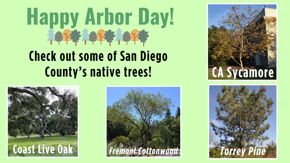 Today we celebrate the vital role trees play in our lives, from providing shade and beauty to improving air quality and supporting wildlife. To honor this special day, check out these native trees that contribute to our local environment! #ArborDay #NativeTrees #TreePlanting