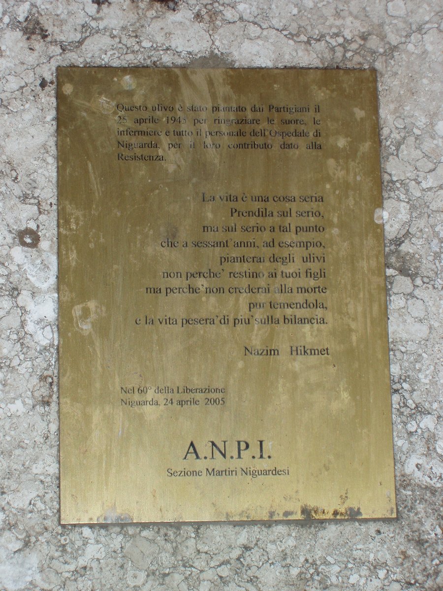 Proprio lì, appena sopra le radici, una targa recita: 'Questo ulivo è stato piantato dai Partigiani il #25Aprile del 1945 per ringraziare le suore, le infermiere e tutto il personale dell’Ospedale Niguarda per il loro contributo dato alla #Resistenza” Da 79 anni a Niguarda.