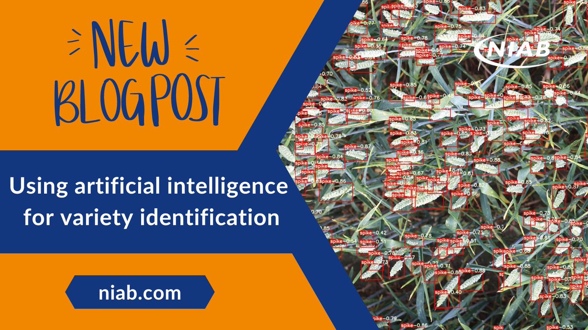 📢New #Blog: Using artificial intelligence for variety identification The #NIAB AI/Data Science team outline some of the ways they're utilising AI to identify varieties based on photos as part of the @CGIAR Seed Equal Initiative ➡️ ow.ly/zKHW50Rneoz