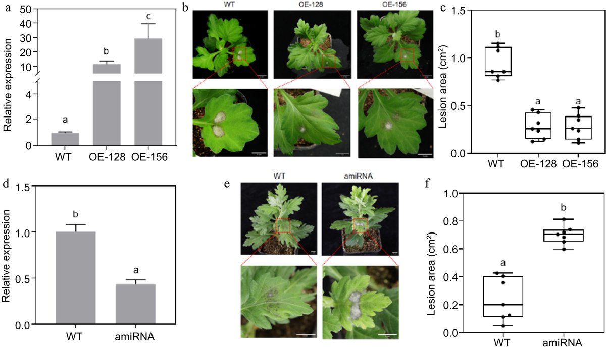 #OPR
Exciting research reveals how the CmNAC083 gene enhances Chrysanthemum's defense against black spot disease caused by Alternaria fungi! 🌼 Insights into boosting plant resilience. #ChrysanthemumResearch #PlantScience
@MaximumAcademic

Details: maxapress.com/article/doi/10…