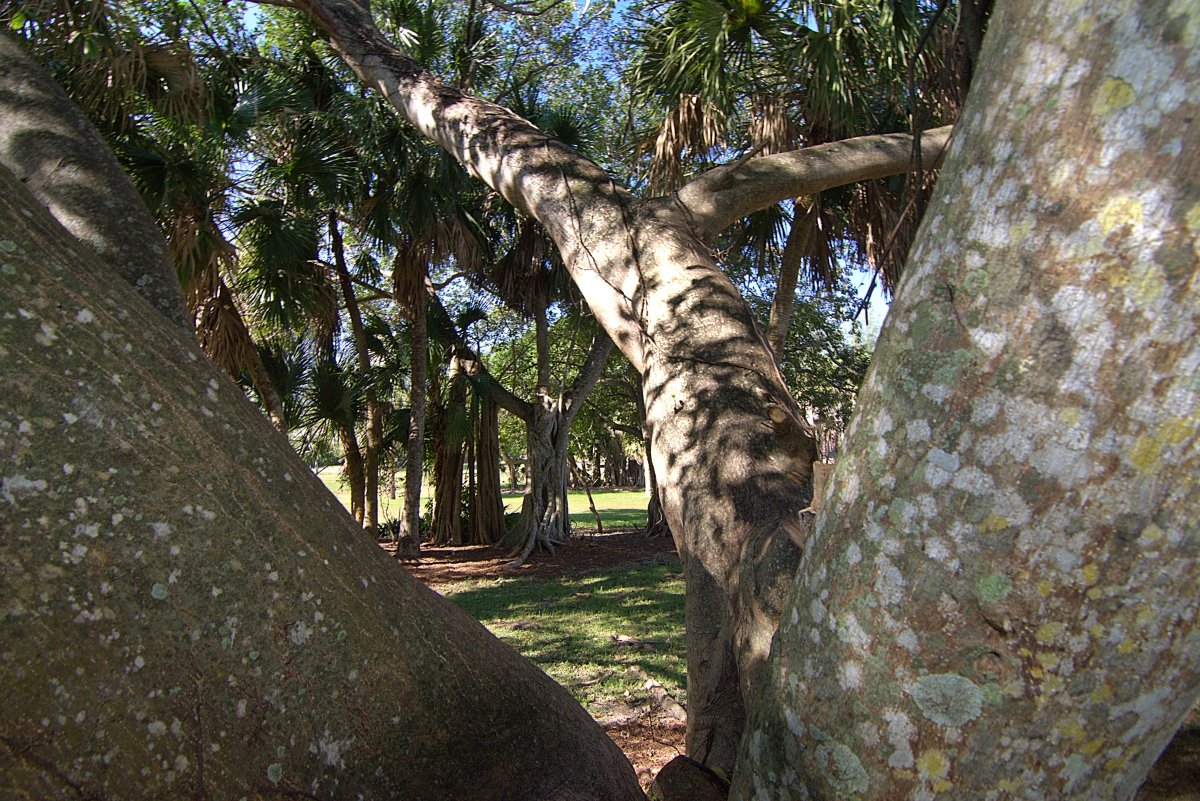 It's both #ArborDay and #NationalAudubonDay. #BocaRaton's Ocean Strand Park has some pretty cool trees, like this one. And you know what's in those trees? Birds! Seems like a nice afternoon.