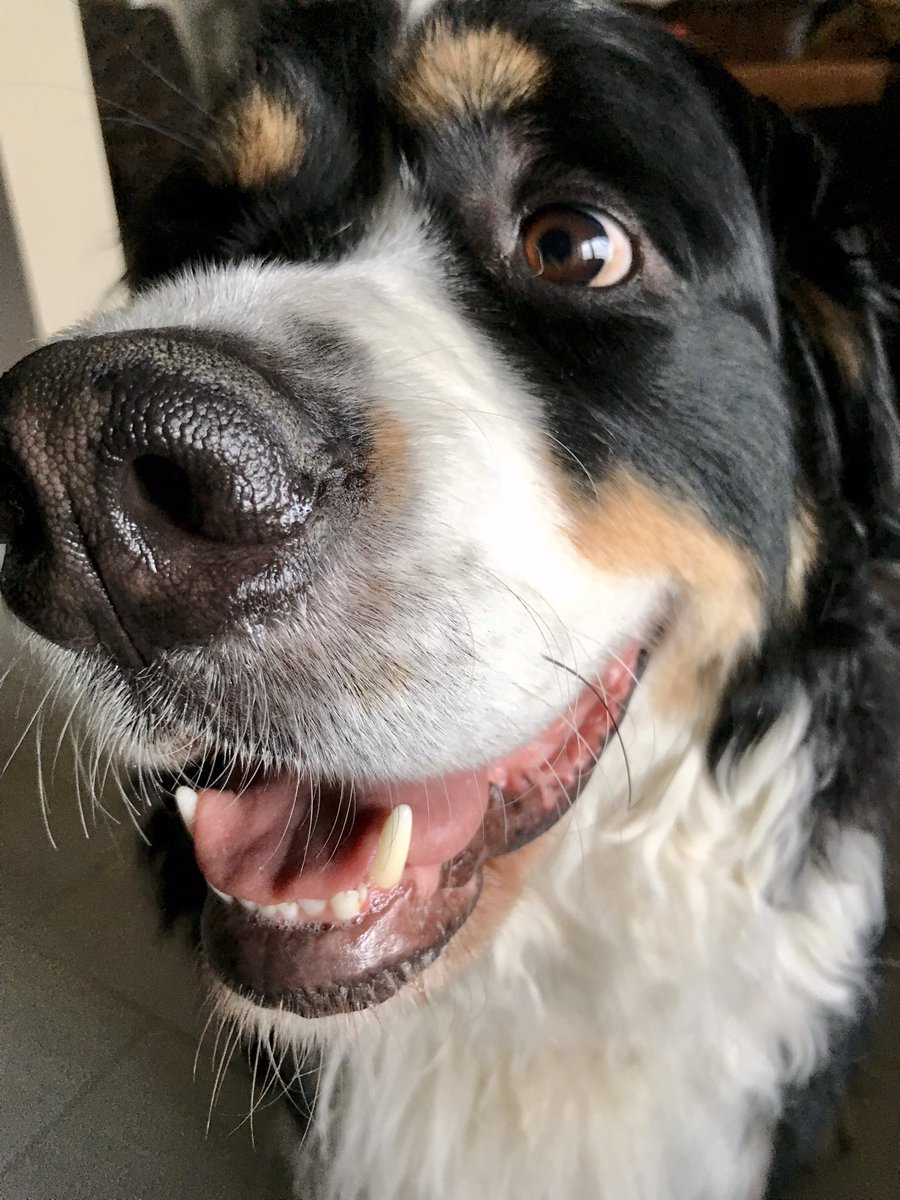 I do not abide by this thing you call personal space. #bernesemountaindog #dogs #Wednesdayvibe