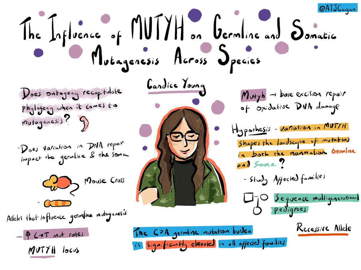 Candice Young on the influence of MUTYH on germline and somatic mutagenesis across species #MITS24