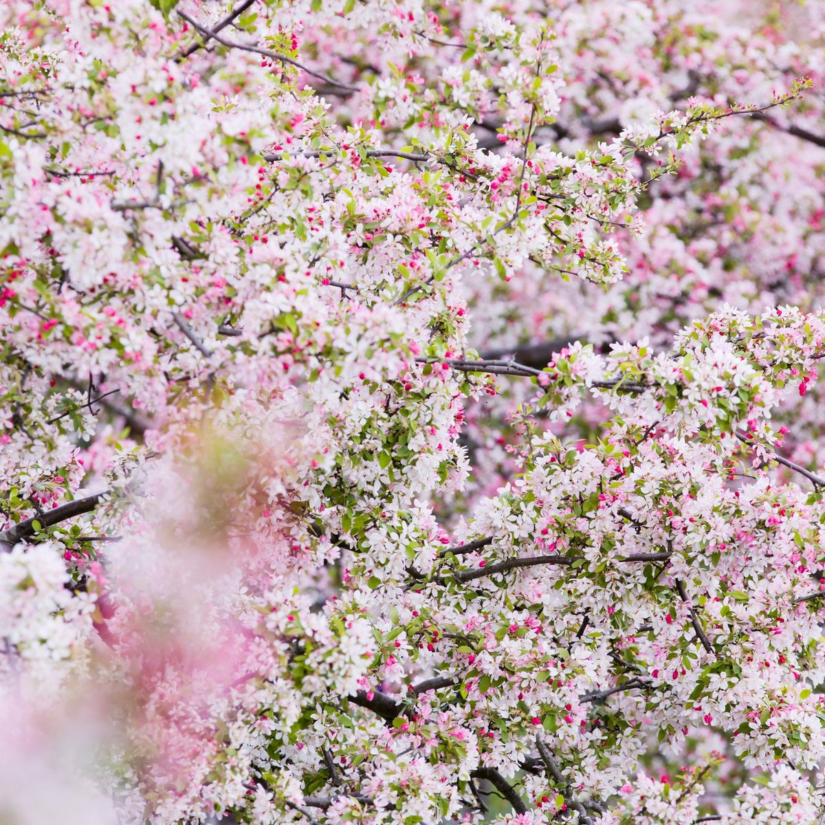 The Blossom Festival finale is coming this Sunday! 🌷 All day there will be activities and performances for visitors, including Blossom Poetry and origami. Come down to see local Morris dancers, the Croydon Male Voice Choir, nature tours, crafting and much more 🗓️10.30am–3pm