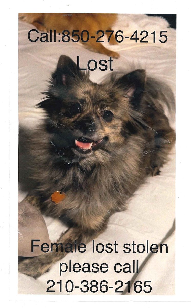 Missing somewhere in #SanAntonio #LostDog (when leaving flyers with us please don't forget to put location last seen)