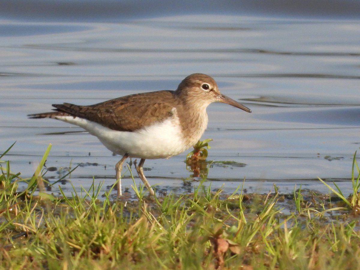 They're back! Common Sandpiper for #WaderWednesday.