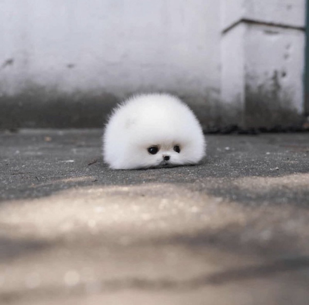 Cotton candy pomeranian