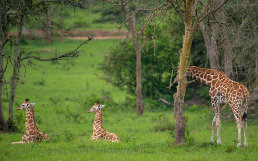 Uganda's verdant landscape is a stunning backdrop for its rich wildlife. From light green to deep forests, every shade is adorned with diverse animals. Explore the beauty and biodiversity of Uganda's wilderness today! #ExploreUganda