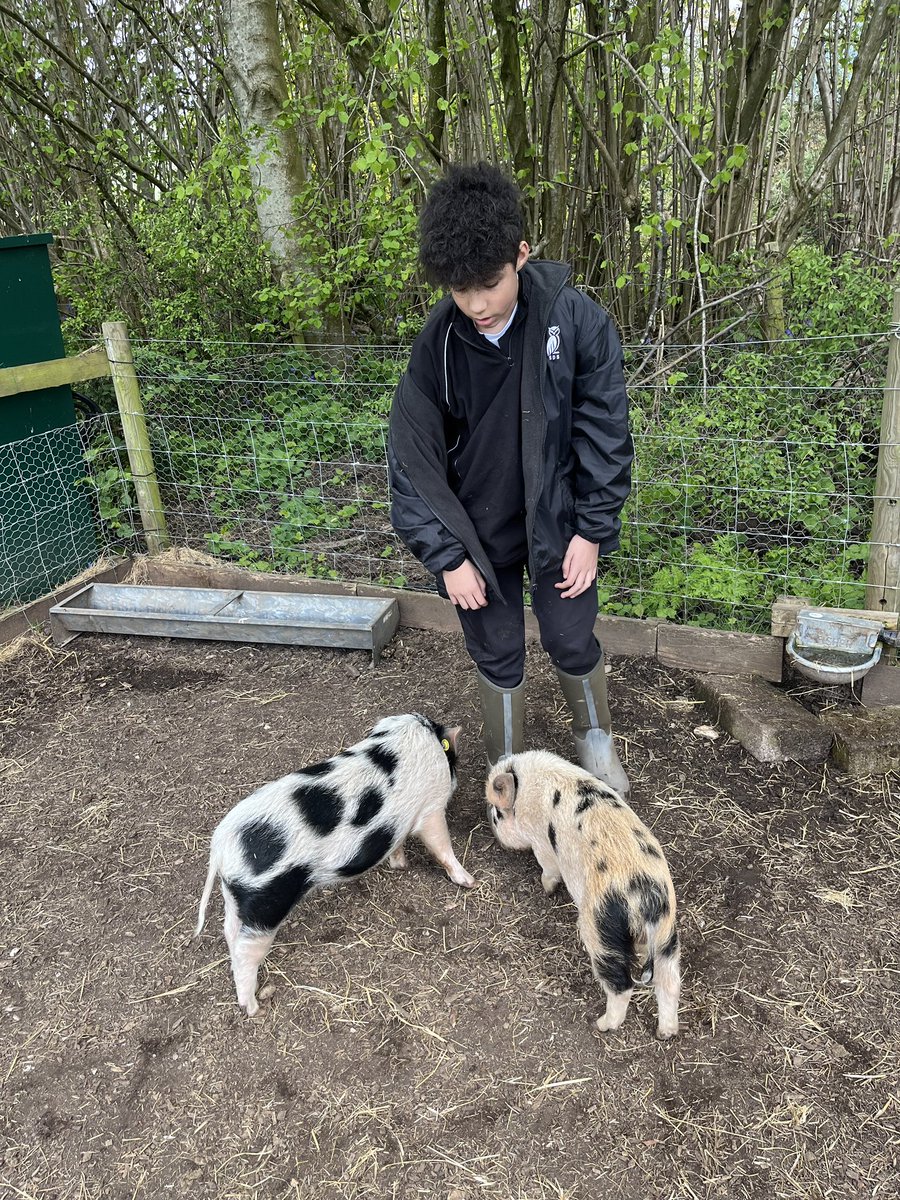 Some of our pupils have been working at Kew Little Pigs in Amersham today. They have fed, groomed and mucked out the pigs as well as finding fresh eggs from the chickens and seeing the goats. All the pupils are working towards their 'Pig Keeper Certificate'. @kewlittlepigsuk'