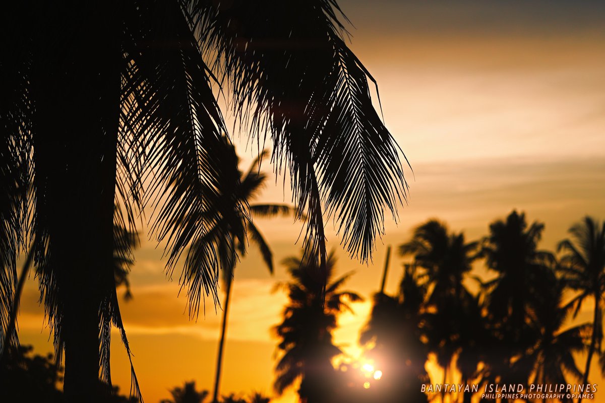 Island Life Sunset Therapy: Celebrating The Golden Orange Sunset amongst the coco palms: Bantayan Island Cebu, The Philippines. 1Dx Mark II #ThePhotoHour #travelphotography #IslandLife #bantayanisland #bantayan #photography #StormHour #ShotOnCanon @TourismPHL #SunsetViews