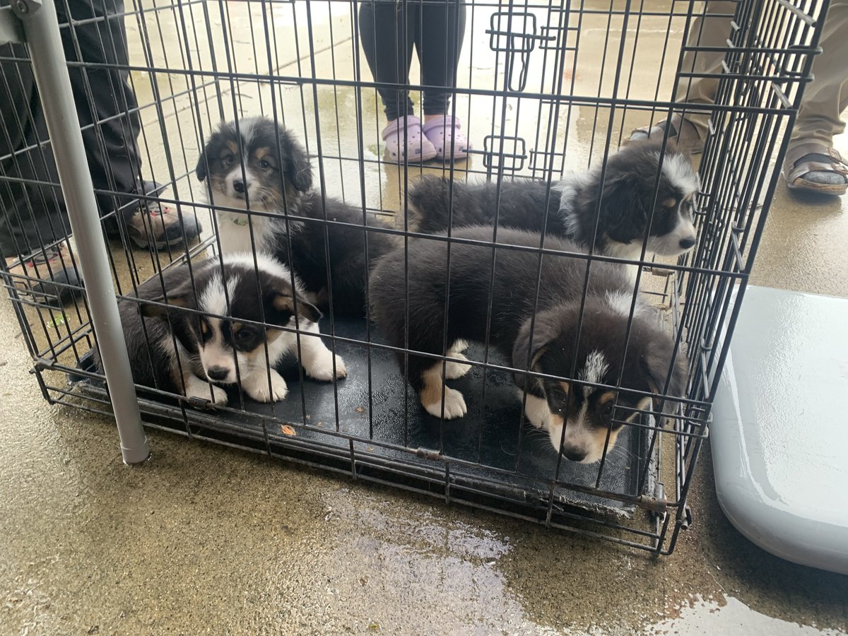 Hanging with our Puppy Club!! 🐶♥️ #PetHealthTips #AnimalLovers #FurryFriends #PetCare #VeterinaryLife #HappyPets #PetTraining #PetsOfTheWorld #PetWellness #DogsofInsta #CatsofInsta