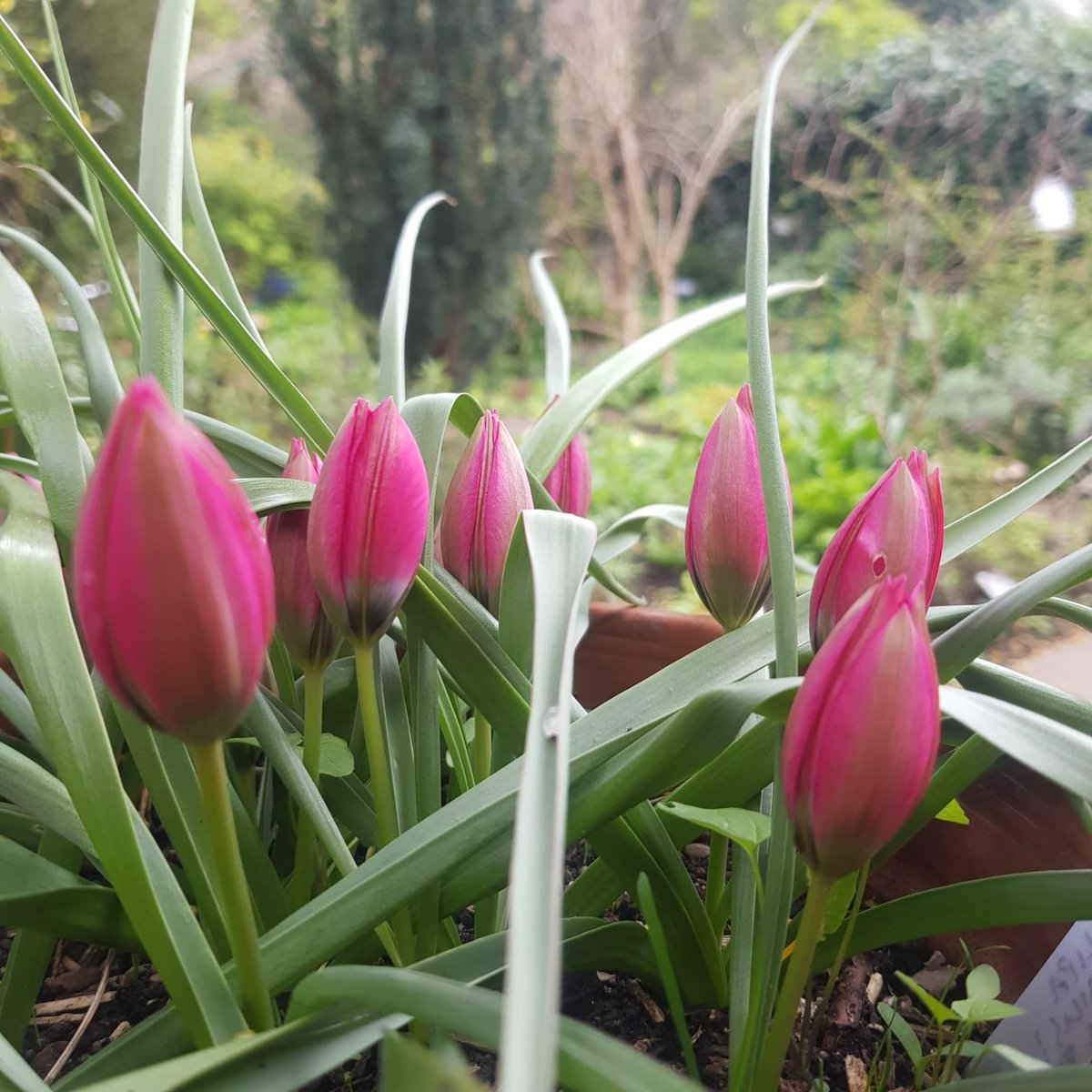 VISIT OUR GARDEN THIS SUNDAY
For the first time in over a year our botanic garden will be open to the public. This event is part of @NGSOpenGardens
Sunday 28th April 2pm – 5pm.
Book tickets: findagarden.ngs.org.uk/garden/8456/so…
We’re looking forward to having you back!
#SLBI #BotanicGarden