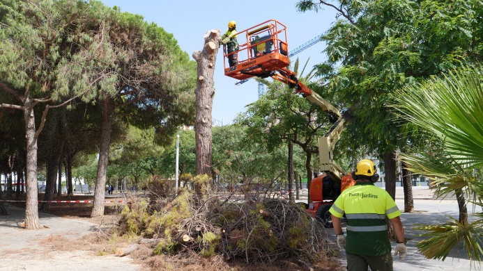 Enguany es podaran més de 42.500 arbres per eliminar les branques seques i les que arriben a les façanes. També es revisaran prop de 121.400 exemplars i es continuarà aplicant el reg de supervivència per salvar el màxim d'exemplars possibles. ℹ️ ow.ly/GaHS50QWm2h