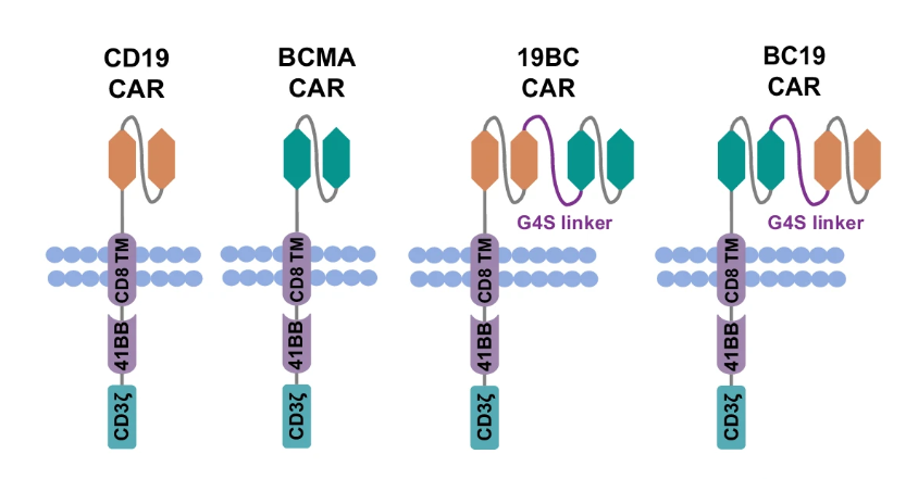 Researchers at Xuzhou Medical University designed bispecific BC19 CAR T cells targeting BCMA/CD19 and evaluated antimyeloma activity in vitro and in vivo, finding them feasible, safe, and effective in a Phase I/II clinical trial. go.nature.com/3UaYz2W