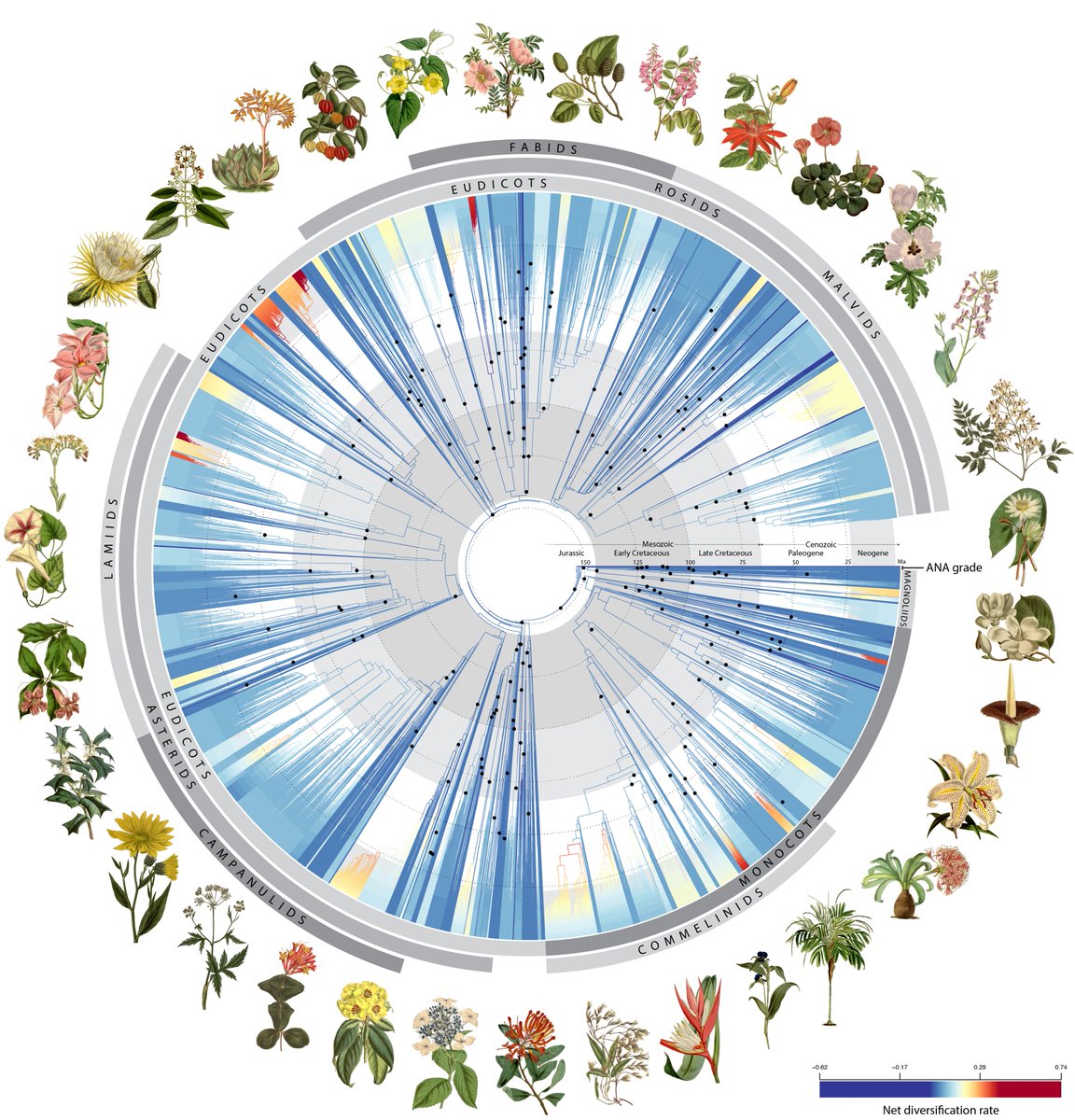 NEW TODAY in @Nature - A vast DNA tree of life brings open access DNA sequences of >9500 flowering plants! 🧬 This invaluable resource crafted by 279 scientists lets us answer key questions about modern plant life and look back in time to its origins 🌿 nature.com/articles/s4158…